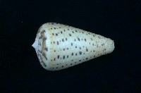藏品(別緻芋螺)的圖片